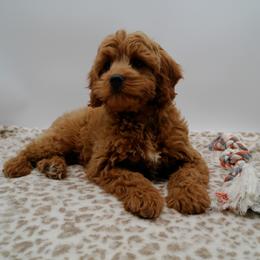 Cavalier King Charles Spaniel, Goldendoodle, and Golden Retriever Puppies from Outback Puppies