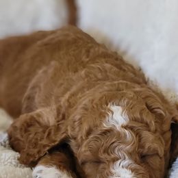 Goldendoodle Puppies from Americana Paws