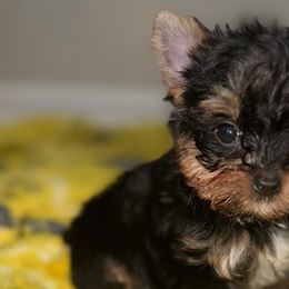 French Bulldogs and Yorkshire Terriers from Twinkle Paws Frenchies and Yorkies