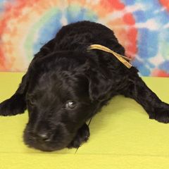 Yellow boy - Silver gray male Pumi puppy in Corvallis, Oregon from Szimfónia Pumi Kennel