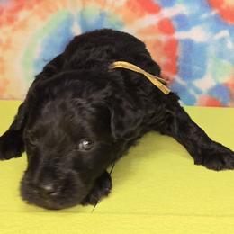 Yellow boy - Silver gray male Pumi puppy in Corvallis, Oregon from Szimfónia Pumi Kennel