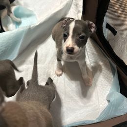 Italian Greyhound Puppies from Castro’s Italian greyhounds