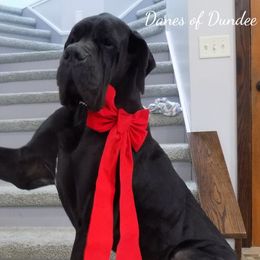 Bo - Great Dane