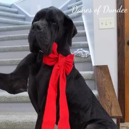 Bo - Great Dane