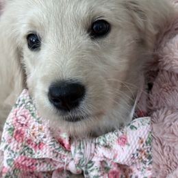 Goldendoodle, Golden Retriever, Poodle, and Shih Tzu Puppies from Platinum Paws Puppies