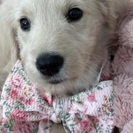 Goldendoodle, Golden Retriever, Poodle, and Shih Tzu Puppies from Platinum Paws Puppies