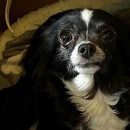 Dora - Chihuahua
