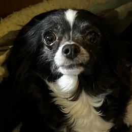 Dora - Chihuahua