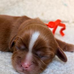 Baker - Ruby male Cavalier King Charles Spaniel puppy in Katy, Texas from True Heart Cavaliers LLC