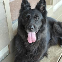 Joyce - Black female German Shepherd puppy in Garland, Maine from Vom Schön Traumhund