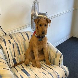 Moxie - Irish Terrier