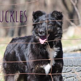 Buckles - Australian Shepherd