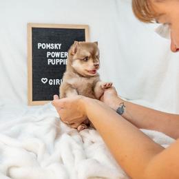 Grandmas Pie - Red and white female Pomsky puppy in Spring City, Pennsylvania from Pomsky Power Puppies