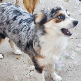 Ana - Toy Australian Shepherd