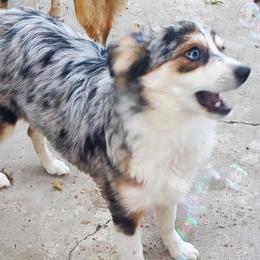 Ana - Toy Australian Shepherd