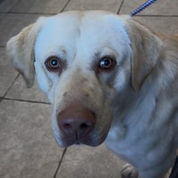Scooter - Yellow male Labrador Retriever puppy in Sullivan, Missouri from O’Dell Labs