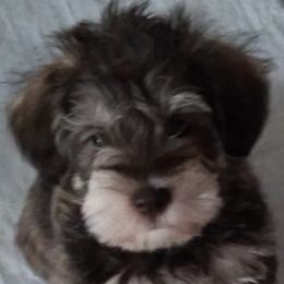 Miniature Schnauzers from Pawsitively Miniature Schnauzers