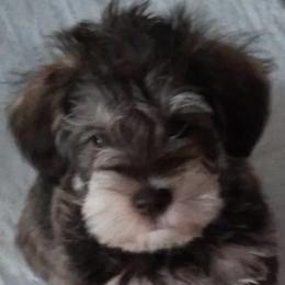 Miniature Schnauzers from Pawsitively Miniature Schnauzers