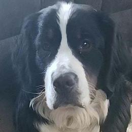 Bernese Mountain Dogs from Tierra de Esperanza Eterna