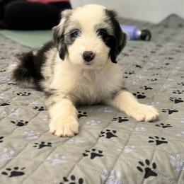 Hawkeye - male Australian Mountain Doodle puppy in Williamston, South Carolina from Sassy Bob’s Dogs