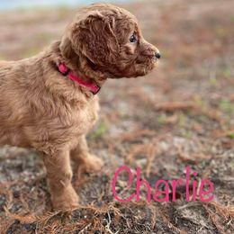 Goldendoodle Puppies from Raintree Lakes Doodles