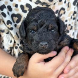 Dean (White collar boy) - Phantom male Poodle puppy in Eagle Mountain, Utah from Liberty Farms Puppies