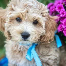 Triton - Cavachon puppy from Liberty Pups