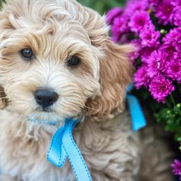 Triton - Cavachon puppy from Liberty Pups