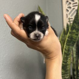 Pomeranian Puppies from Vargas Boyz Kennel