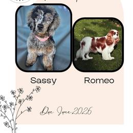 Cavapoo puppies from Adored Poodle & Doodles
