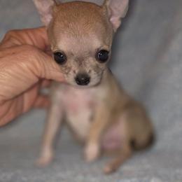 Teenie Tiny - Fawn male Chihuahua puppy in Cape Coral, Florida from Inspired Chihuahuas