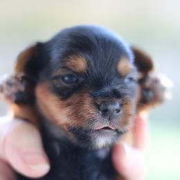 Maserati - Parti male Yorkshire Terrier puppy in Riverview, Texas from Luna's Treasures