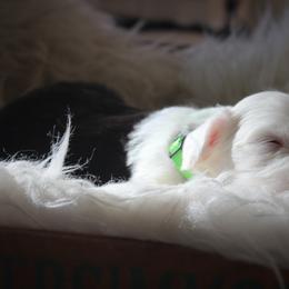 Old English Sheepdog Puppies from Ridgeruns OES