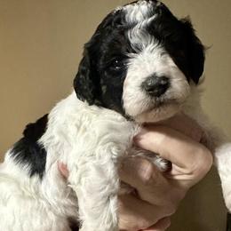 FRY - Parti female Poodle puppy in Stanley, Wisconsin from McJare's Puppy Palace