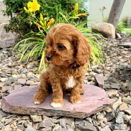 Finn - Red male Cavapoo puppy in Preston, Idaho from Shaffer Top Notch Puppies