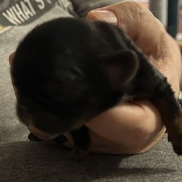 English Toy Spaniel puppies from Enchanting Charlies