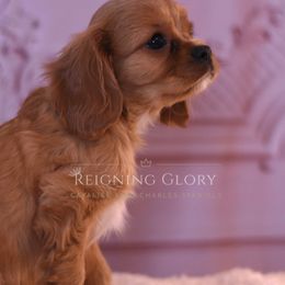 Cavalier King Charles Spaniel Puppies from Reigning Glory Cavaliers