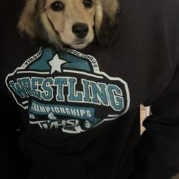 Dachshund Puppies from Appalachian Dachshunds