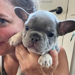 Sleepy - Blue fawn male French Bulldog puppy in Rathdrum, Idaho from Smart Pomskies and Frenchies