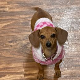 June - Dachshund