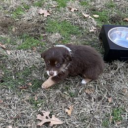RTM 2 - Red tri-color male Miniature American Shepherd puppy in Prairie Grove, Arkansas from IQ Farms