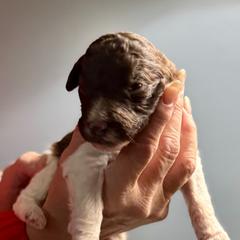 Parti boy - male Golden Mountain Doodle puppy in Blue Springs, Missouri from Jeanie’s Doodles