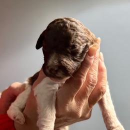 Parti boy - male Golden Mountain Doodle puppy in Blue Springs, Missouri from Jeanie’s Doodles