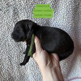 Veterock - Sable male German Shepherd puppy in New Cambria, Missouri from Des Hausraben Shepherds