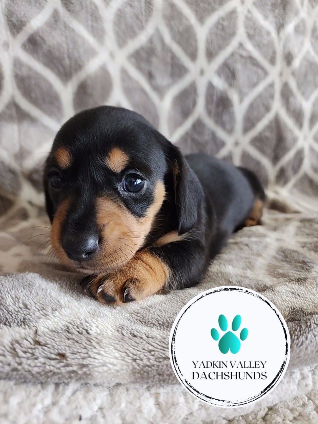 Dachshund Puppies from Yadkin Valley Dachshunds