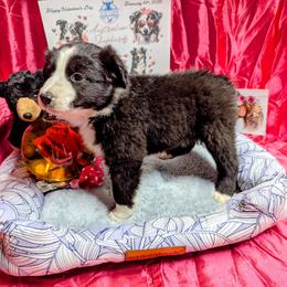 Coal - Black & white male Australian Shepherd puppy in Citra, Florida from AEW Farm