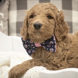 Goldendoodle Puppies from Best Doodles