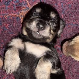 Dachshund Puppies from Crowder Doxies