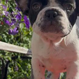 Domino - Black and white male French Bulldog puppy in Waitts Lake, Washington from Best Friend standard Frenchies