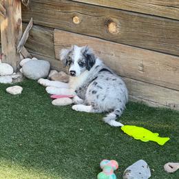 Ethan - Blue merle male Aussiedoodle puppy in Peyton, Colorado from Colorful Colorado Aussiedoodles